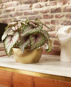 Kunst Begonia - Georg | 25 cm