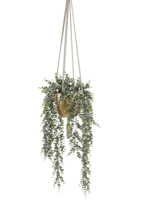 Hochwertige künstliche Hängepflanze auf transparentem Hintergrund mit echt wirkenden Kunstblättern in natürlicher Anordnung. Künstlicher Eucalyptus - Karolina hat die Farbe Natur und ist 75 cm hoch. | aplanta Kunstpflanzen