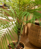 Kunst bergpalm - Nelly | 85 cm