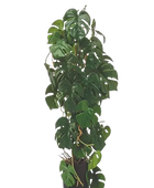 Hochwertige Monstera Kunstpflanze auf transparentem Hintergrund mit echt wirkenden Kunstblättern in natürlicher Anordnung. Künstliche Monstera - Luise hat die Farbe Natur und hat eine Höhe von 75 cm | aplanta Kunstpflanzen