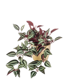 Künstliche Dreimasterblume - Oliwia auf transparentem Hintergrund mit echt wirkenden Kunstblättern in natürlicher Anordnung. Künstliche Dreimasterblume - Oliwia hat die Farbe Natur und ist 40 cm hoch. | aplanta Kunstpflanzen
