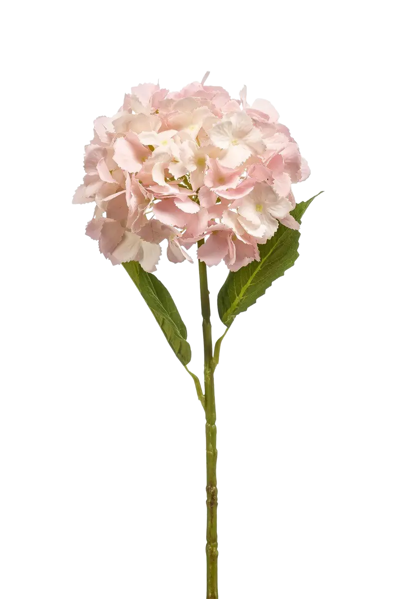 Hochwertige Hortensie künstlich auf transparentem Hintergrund mit echt wirkenden Kunstblättern in natürlicher Anordnung. Künstliche Hortensie - Mambo hat die Farbe Natur und ist 52 cm hoch. | aplanta Kunstpflanzen