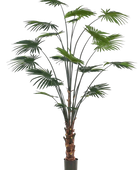 Hochwertige Kunstpalme auf transparentem Hintergrund mit echt wirkenden Kunstblättern in natürlicher Anordnung. Künstliche Livistona Palme - Flo hat die Farbe Natur und ist 240 cm hoch. | aplanta Kunstpflanzen