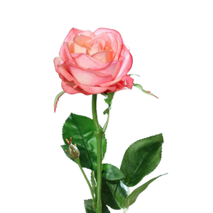 Hochwertige Hortensie künstlich auf transparentem Hintergrund mit echt wirkenden Kunstblättern in natürlicher Anordnung. Künstliche Rose - Sokrates hat die Farbe pink und ist 66 cm hoch. | aplanta Kunstpflanzen