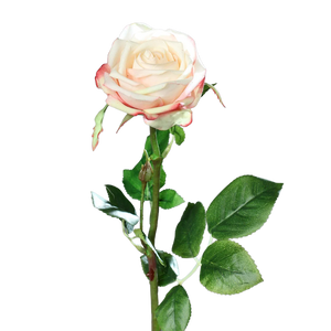 Hochwertige Kunstpflanze | Künstliche Rose - Pam | 66 cm von 🌱aplanta