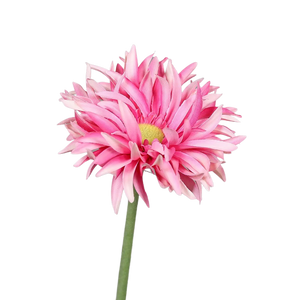 Künstliche Gerbera - Buggy auf transparentem Hintergrund mit echt wirkenden Kunstblättern in natürlicher Anordnung. Künstliche Gerbera - Buggy hat die Farbe rose und ist 57 cm hoch. | aplanta Kunstpflanzen