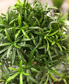 Künstlicher Steineiben-Bonsai - Summer | 80 cm | Kunstpflanze von aplanta