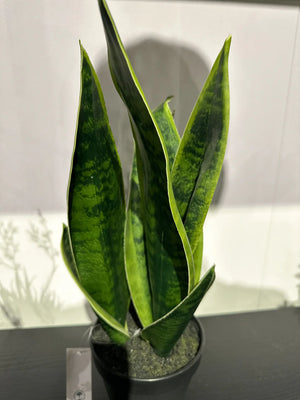 Kunstmatige Sanseveria - Lisias | 40 cm
