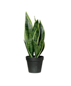 Künstliche Sanseveria - Lisias auf transparentem Hintergrund mit echt wirkenden Kunstblättern in natürlicher Anordnung. Künstliche Sanseveria - Lisias hat die Farbe grün und ist 40 cm hoch. | aplanta Kunstpflanzen