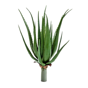 Künstliche Aloe - Anna auf transparentem Hintergrund mit echt wirkenden Kunstblättern in natürlicher Anordnung. Künstliche Aloe - Anna hat die Farbe Natur und ist 65 cm hoch. | aplanta Kunstpflanzen