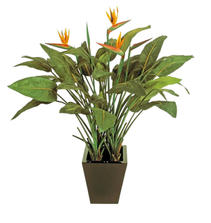 Künstliche Strelitzia - Charlotte auf transparentem Hintergrund mit echt wirkenden Kunstblättern in natürlicher Anordnung. Künstliche Strelitzia - Charlotte hat die Farbe Natur und ist 130 cm hoch. | aplanta Kunstpflanzen