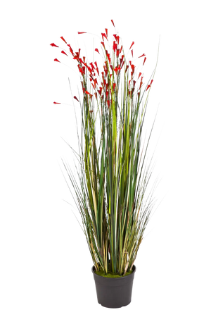 Hochwertiges Kunstgras auf transparentem Hintergrund mit echt wirkenden Kunstblättern in natürlicher Anordnung. Künstliches Gras - Marta hat die Farbe Rot und ist 120 cm hoch. | aplanta Kunstpflanzen