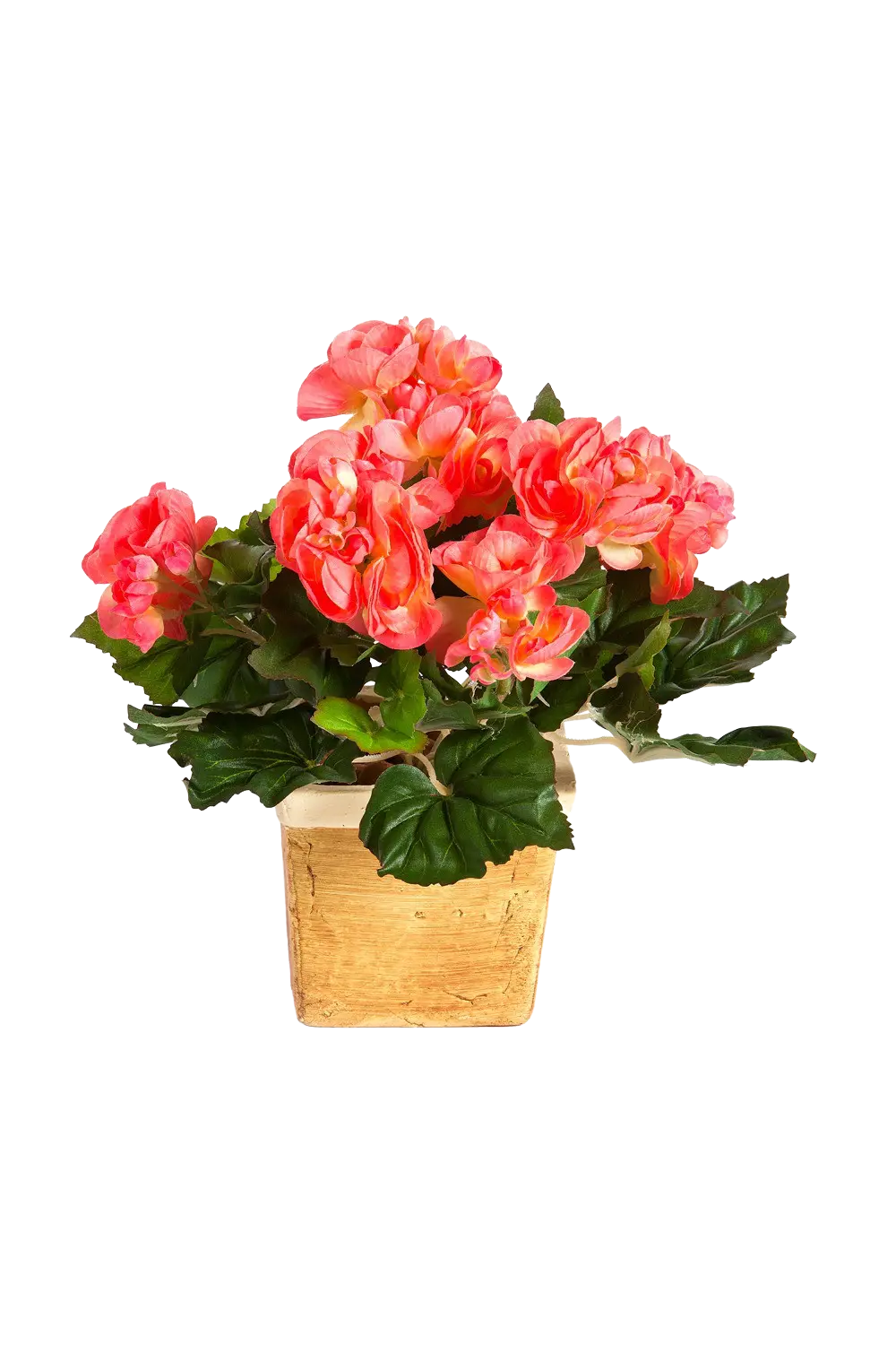 Kunst begonia - plug plant - Tom | 20 cm