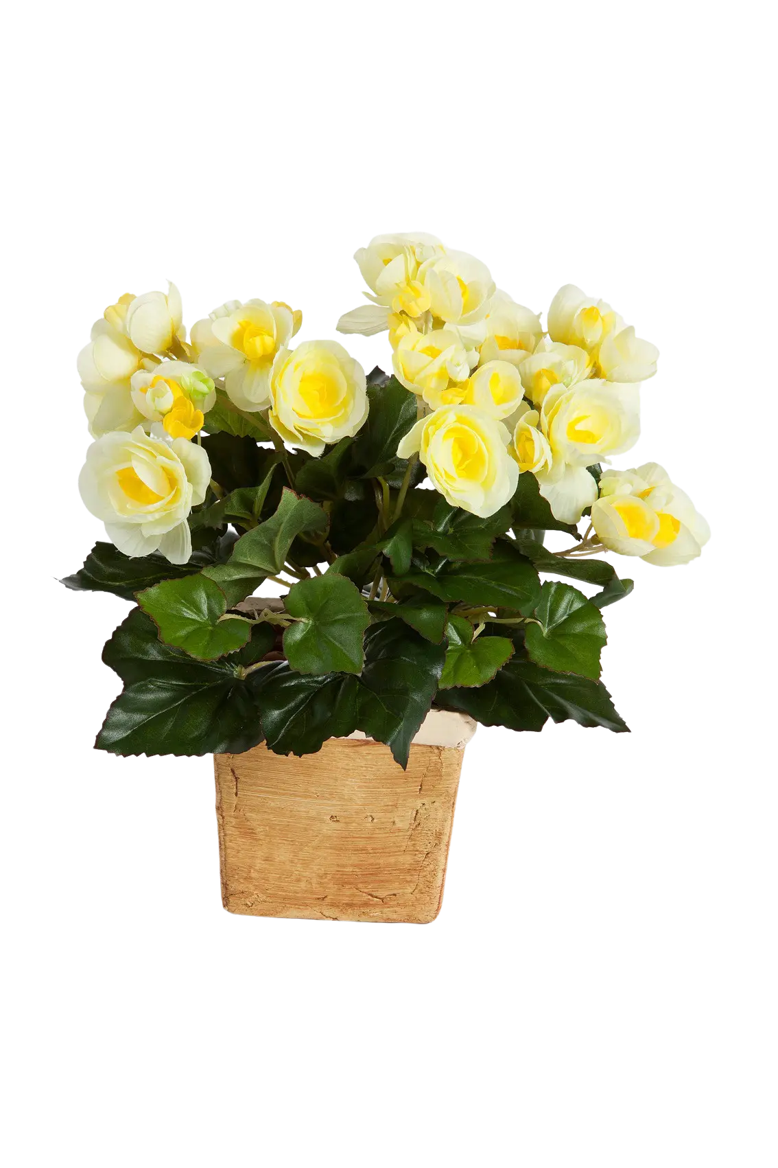 Kunst Begonia - Plug Plant - Lara | 20 cm