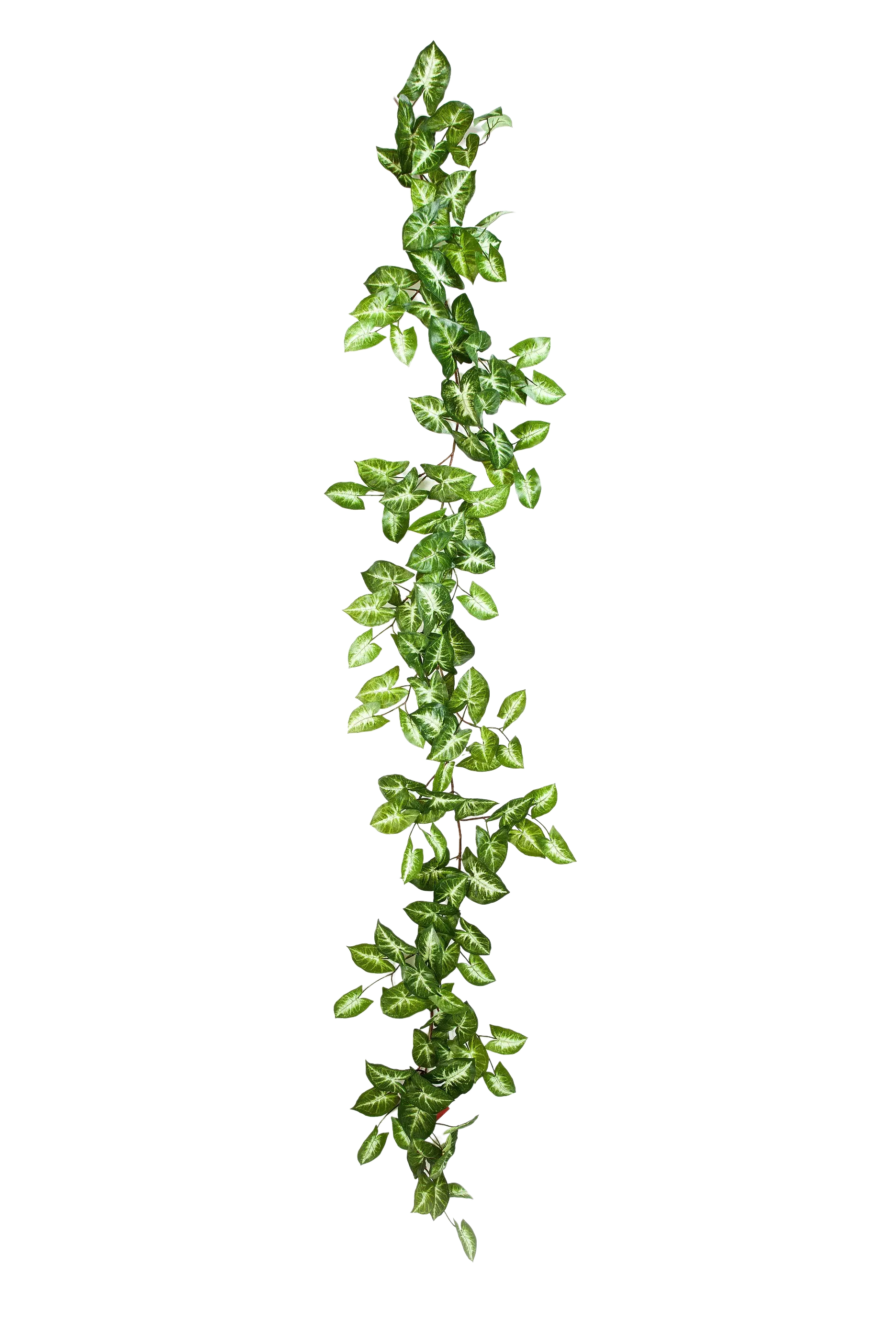 Hochwertige künstliche Hängepflanze auf transparentem Hintergrund mit echt wirkenden Kunstblättern in natürlicher Anordnung. Künstliche Nephthytis Girlande - Annabell hat die Farbe Natur und ist 180 cm hoch. | aplanta Kunstpflanzen