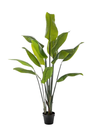 Künstliche Strelitzia - Clemens auf transparentem Hintergrund mit echt wirkenden Kunstblättern in natürlicher Anordnung. Künstliche Strelitzia - Clemens hat die Farbe Natur und ist 150 cm hoch. | aplanta Kunstpflanzen