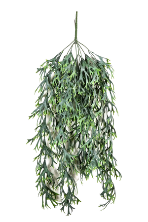 Hochwertige künstliche Hängepflanze auf transparentem Hintergrund mit echt wirkenden Kunstblättern in natürlicher Anordnung. Künstlicher Hänge-Geweihfarn - Elli hat die Farbe Natur und ist 80 cm hoch. | aplanta Kunstpflanzen
