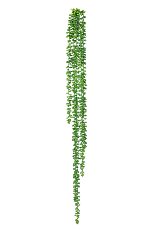 Hochwertige künstliche Hängepflanze auf transparentem Hintergrund mit echt wirkenden Kunstblättern in natürlicher Anordnung. Künstliche Erbsenpflanze - Tristan hat die Farbe Natur und ist 90 cm hoch. | aplanta Kunstpflanzen