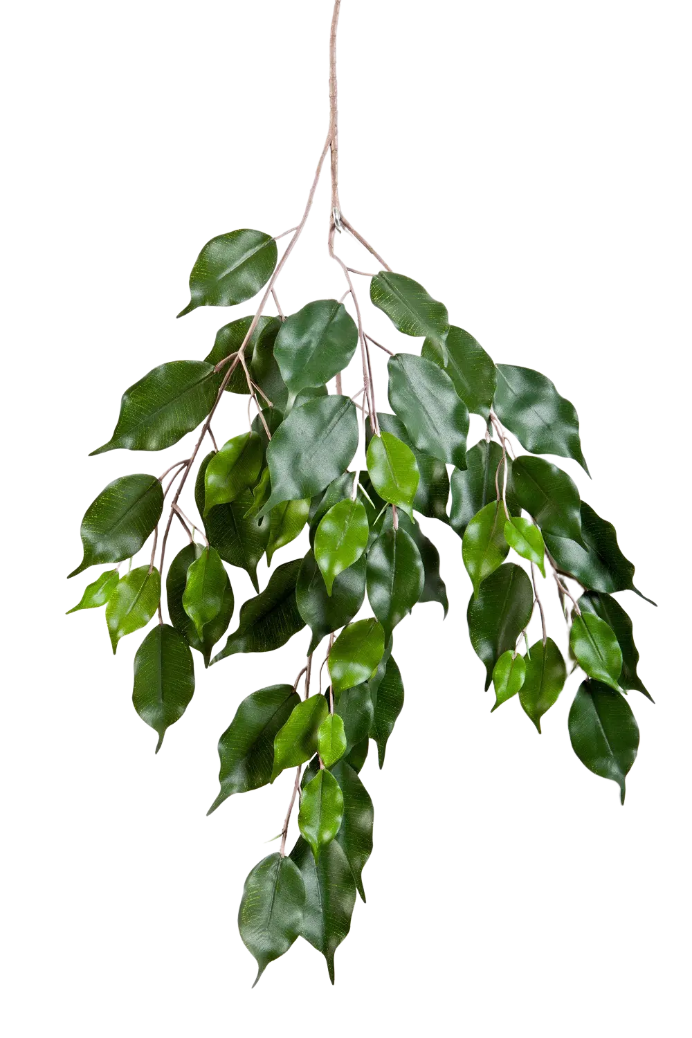 Künstlicher Ficus-Zweig - Georgia auf transparentem Hintergrund mit echt wirkenden Kunstblättern in natürlicher Anordnung. Künstlicher Ficus-Zweig - Georgia hat die Farbe Natur | aplanta Kunstpflanzen