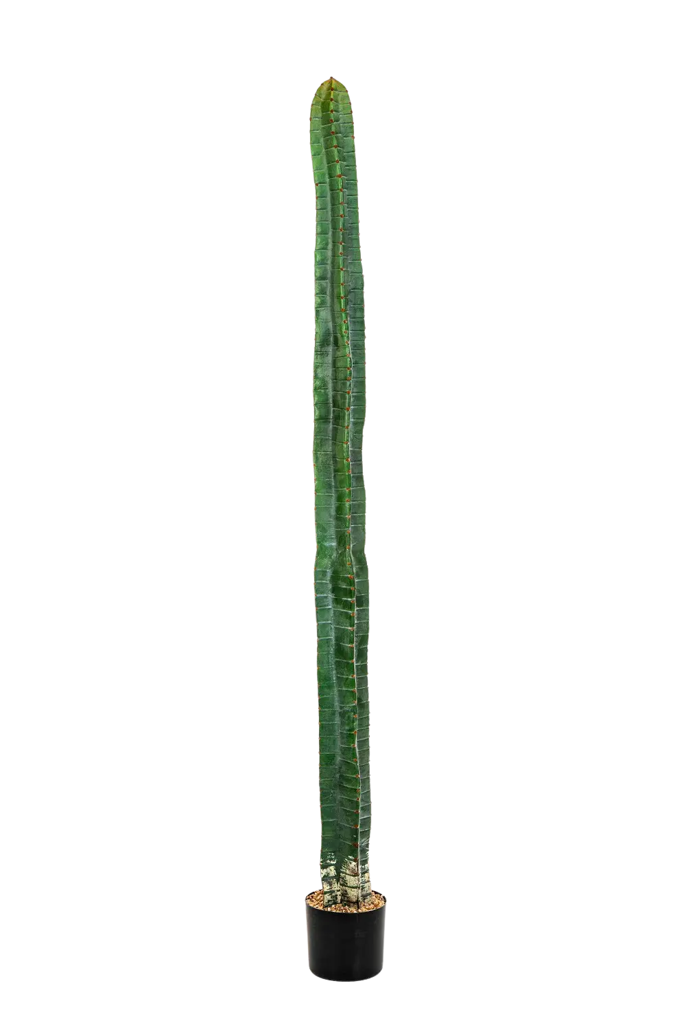 Kunstmatige cactus - Henning | 180 cm