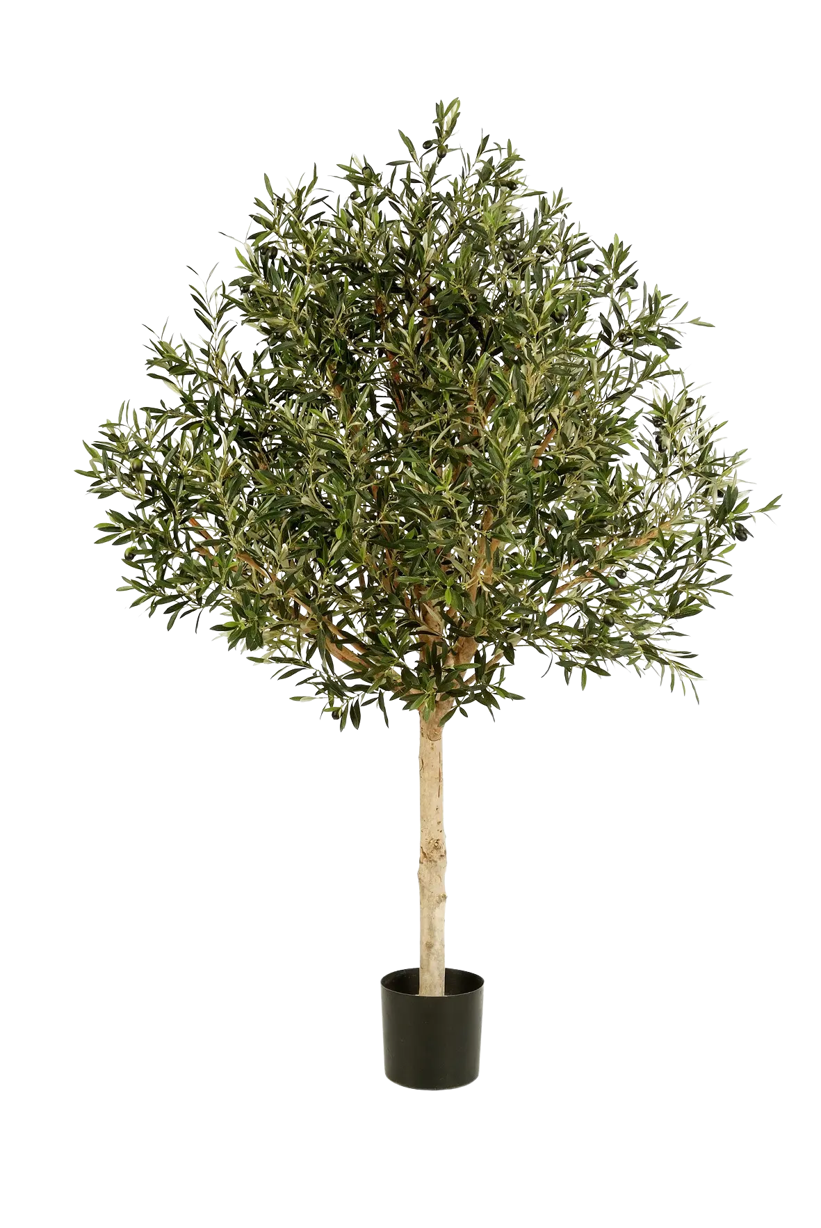 Hochwertiger Olivenbaum künstlich auf transparentem Hintergrund mit echt wirkenden Kunstblättern in natürlicher Anordnung. Künstlicher Olivenbaum - Ivy hat die Farbe Natur und ist 150 cm hoch. | aplanta Kunstpflanzen
