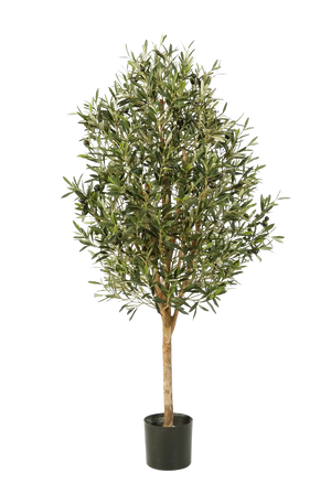 Hochwertiger Olivenbaum künstlich auf transparentem Hintergrund mit echt wirkenden Kunstblättern in natürlicher Anordnung. Künstlicher Olivenbaum - Ilaria hat die Farbe Natur und ist 140 cm hoch. | aplanta Kunstpflanzen