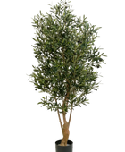 Hochwertiger Olivenbaum künstlich auf transparentem Hintergrund mit echt wirkenden Kunstblättern in natürlicher Anordnung. Künstlicher Olivenbaum - Ian hat die Farbe Natur und ist 150 cm hoch. | aplanta Kunstpflanzen