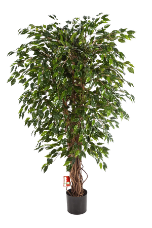 Künstlicher Ficus - Juna auf transparentem Hintergrund mit echt wirkenden Kunstblättern in natürlicher Anordnung. Künstlicher Ficus - Juna hat die Farbe Natur und ist 180 cm hoch. | aplanta Kunstpflanzen