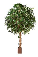 Künstlicher Gummibaum - Julius auf transparentem Hintergrund mit echt wirkenden Kunstblättern. Diese Kunstpflanze gehört zur Gattung/Familie der "Feigen" bzw. "Kunst-Feigen".