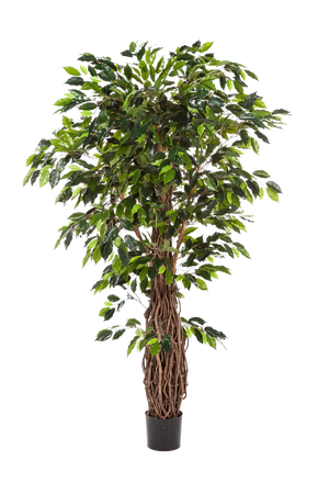 Künstlicher Ficus - Jannik auf transparentem Hintergrund mit echt wirkenden Kunstblättern in natürlicher Anordnung. Künstlicher Ficus - Jannik hat die Farbe Natur und ist 330 cm hoch. | aplanta Kunstpflanzen