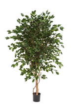 Künstlicher Ficus - Kim, 210 cm, Kunstbaum von aplanta, in Natur, für drinnen