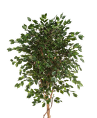 Künstlicher Gummibaum - Kim auf transparentem Hintergrund mit echt wirkenden Kunstblättern. Diese Kunstpflanze gehört zur Gattung/Familie der 