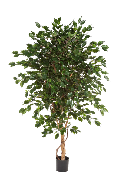 Künstlicher Ficus - Kim, 180 cm, Kunstbaum von aplanta, mit Echtholzstamm, im schwarzen Topf, in Natur, für drinnen