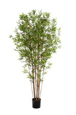 Hochwertiger Kunstbambus auf transparentem Hintergrund mit echt wirkenden Kunstblättern in natürlicher Anordnung. Künstlicher Bambus - Lucas hat die Farbe Natur und ist 210 cm hoch. | aplanta Kunstpflanzen