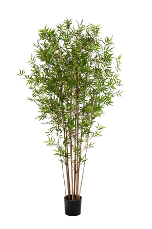 Hochwertiger Kunstbambus auf transparentem Hintergrund mit echt wirkenden Kunstblättern in natürlicher Anordnung. Künstlicher Bambus - Lucas hat die Farbe Natur und ist 120 cm hoch. | aplanta Kunstpflanzen