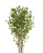 Künstlicher Bambus - Lucas auf transparentem Hintergrund mit echt wirkenden Kunstblättern. Diese Kunstpflanze gehört zur Gattung/Familie der 