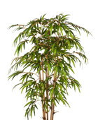 Hochwertiger Kunstbambus auf transparentem Hintergrund mit echt wirkenden Kunstblättern in natürlicher Anordnung. Künstlicher Bambus - Lasse hat die Farbe Natur und ist 150 cm hoch. | aplanta Kunstpflanzen
