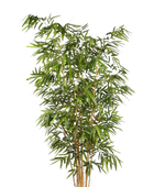 Künstlicher Bambus - Lars auf transparentem Hintergrund mit echt wirkenden Kunstblättern. Diese Kunstpflanze gehört zur Gattung/Familie der 