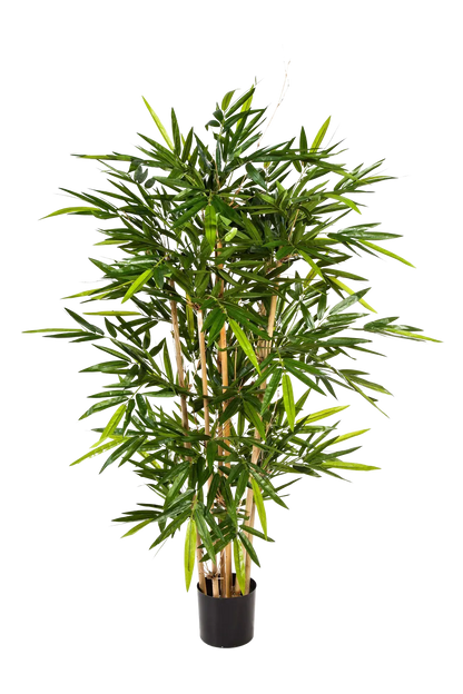 Hochwertiger Kunstbambus auf transparentem Hintergrund mit echt wirkenden Kunstblättern in natürlicher Anordnung. Künstlicher Bambus - Melina hat die Farbe Natur und ist 120 cm hoch. | aplanta Kunstpflanzen