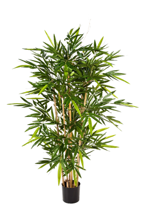 Künstlicher Bambus - Melina auf transparentem Hintergrund mit echt wirkenden Kunstblättern. Diese Kunstpflanze gehört zur Gattung/Familie der "Bambuse" bzw. "Kunst-Bambuse".