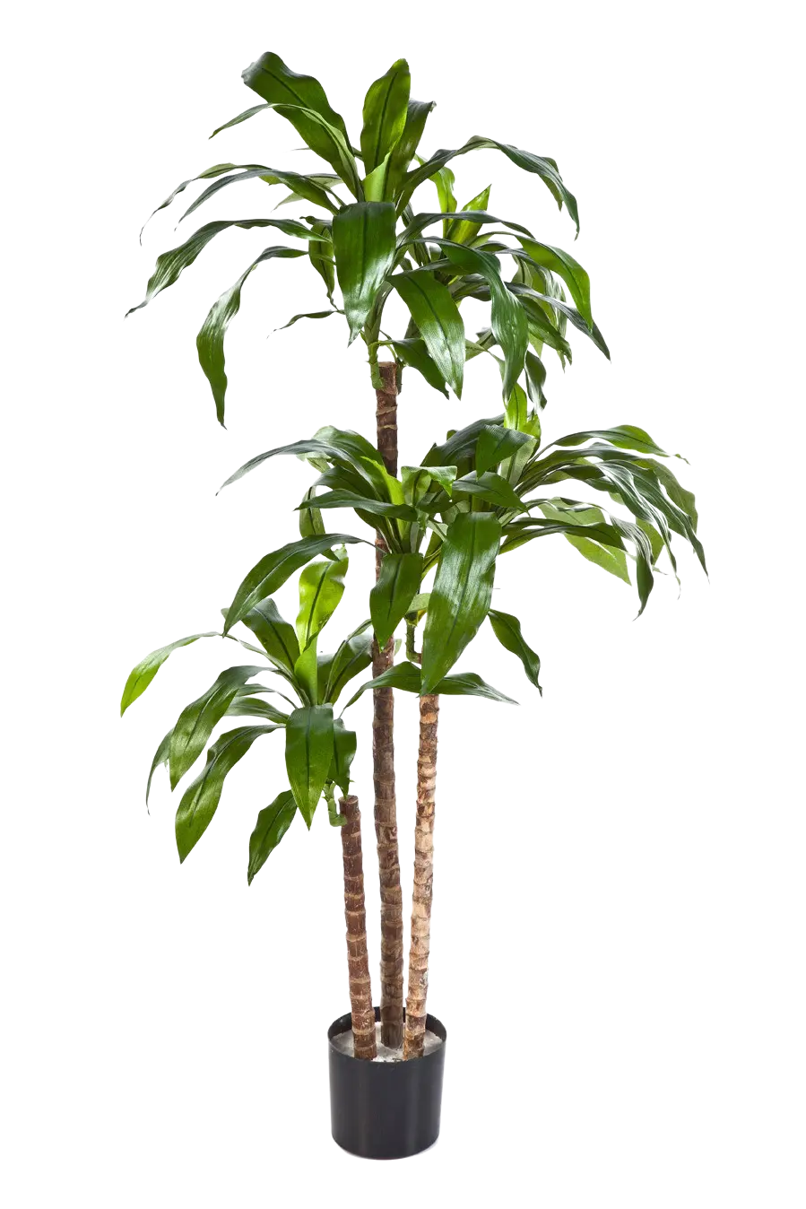 Künstlicher Drachenbaum - Noel auf transparentem Hintergrund mit echt wirkenden Kunstblättern in natürlicher Anordnung. Künstlicher Drachenbaum - Noel hat die Farbe Natur und ist 150 cm hoch. | aplanta Kunstpflanzen