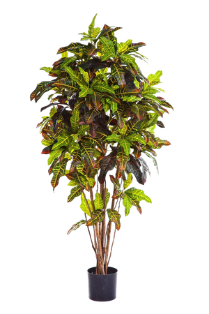 Künstlicher Croton - Ornella | 180 cm auf transparentem Hintergrund mit echt wirkenden Kunstblättern in natürlicher Anordnung. | aplanta Kunstpflanzen