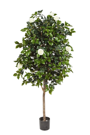 Künstlicher Kamelienbaum - Polly auf transparentem Hintergrund mit echt wirkenden Kunstblättern. Diese Kunstpflanze gehört zur Gattung/Familie der "Kamelien" bzw. "Kunst-Kamelien".