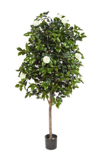 Künstlicher Kamelienbaum - Polly auf transparentem Hintergrund mit echt wirkenden Kunstblättern. Diese Kunstpflanze gehört zur Gattung/Familie der "Kamelien" bzw. "Kunst-Kamelien".