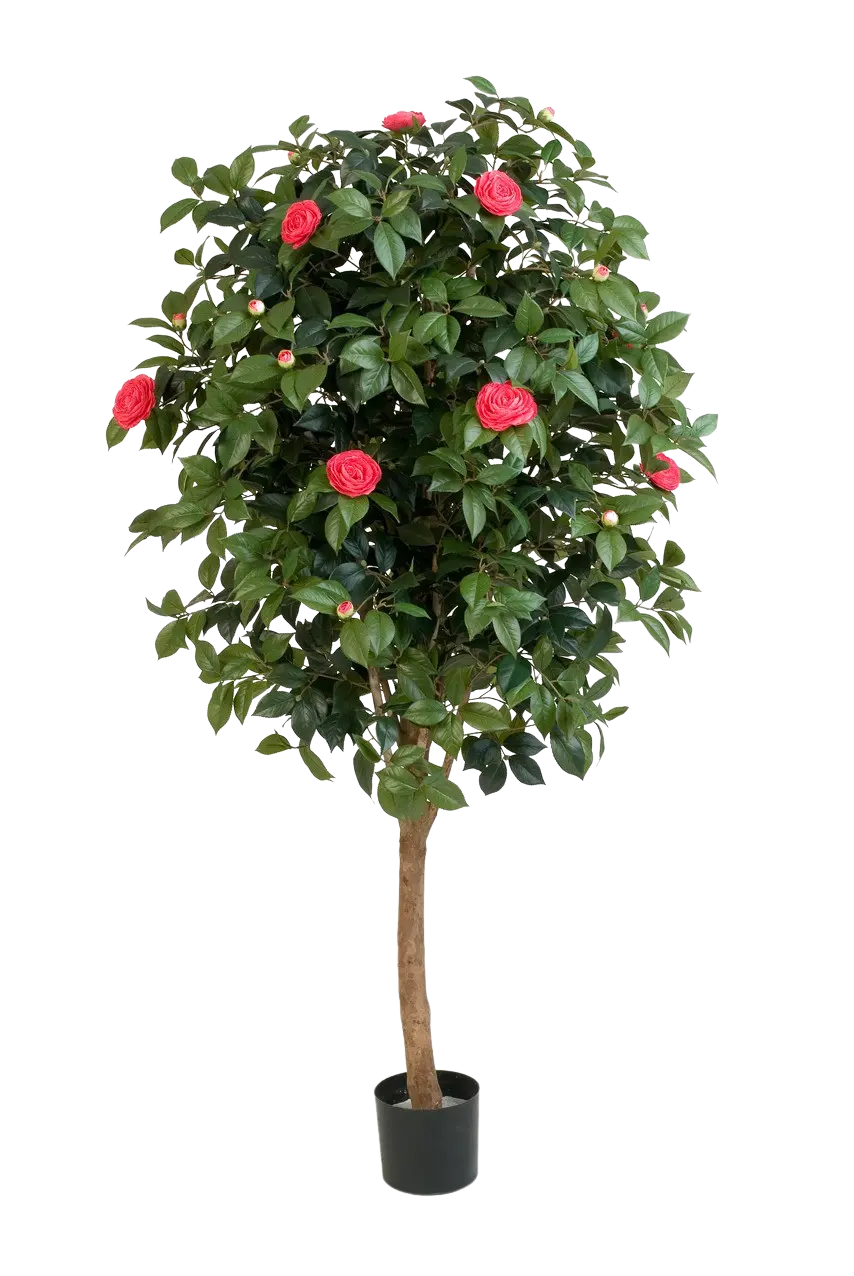 Künstlicher Kamelienbaum - Philina auf transparentem Hintergrund mit echt wirkenden Kunstblättern. Diese Kunstpflanze gehört zur Gattung/Familie der "Kamelien" bzw. "Kunst-Kamelien".