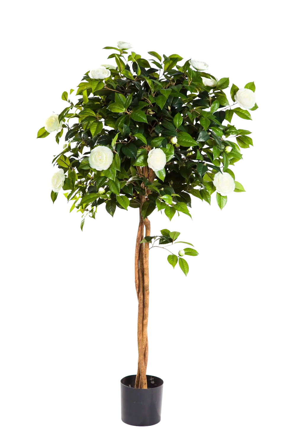 Künstlicher Kamelienbaum - Pina auf transparentem Hintergrund mit echt wirkenden Kunstblättern. Diese Kunstpflanze gehört zur Gattung/Familie der "Kamelien" bzw. "Kunst-Kamelien".