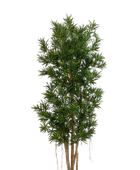 Kunstmatige Podocarpus Reflexa- Paul | 180 cm