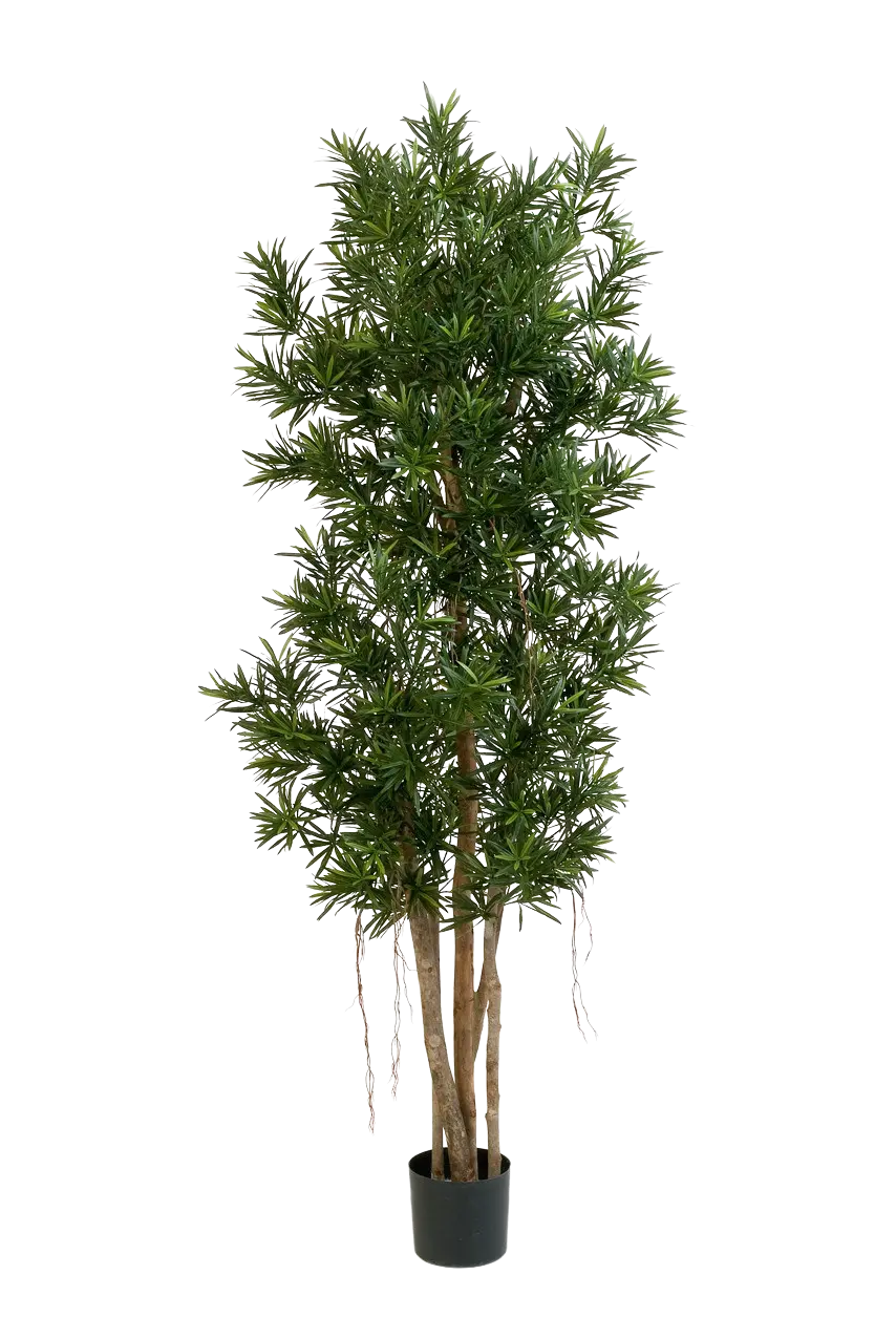Kunstmatige Podocarpus Reflexa- Paul | 180 cm