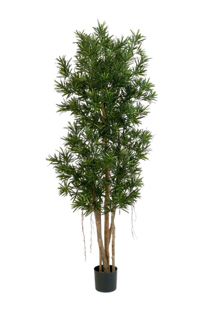 Kunstmatige Podocarpus Reflexa- Paul | 180 cm