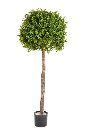 Hochwertiger Buchsbaum künstlich auf transparentem Hintergrund mit echt wirkenden Kunstblättern in natürlicher Anordnung. Künstlicher Buchsbaum - Rayan hat die Farbe Natur und ist 105 cm hoch. | aplanta Kunstpflanzen
